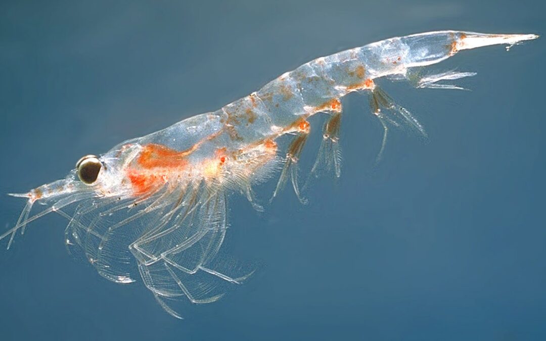 Olio di Krill